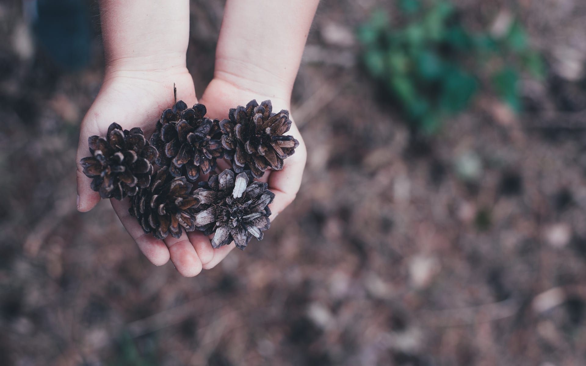 Pine cone in the Dolomite woods